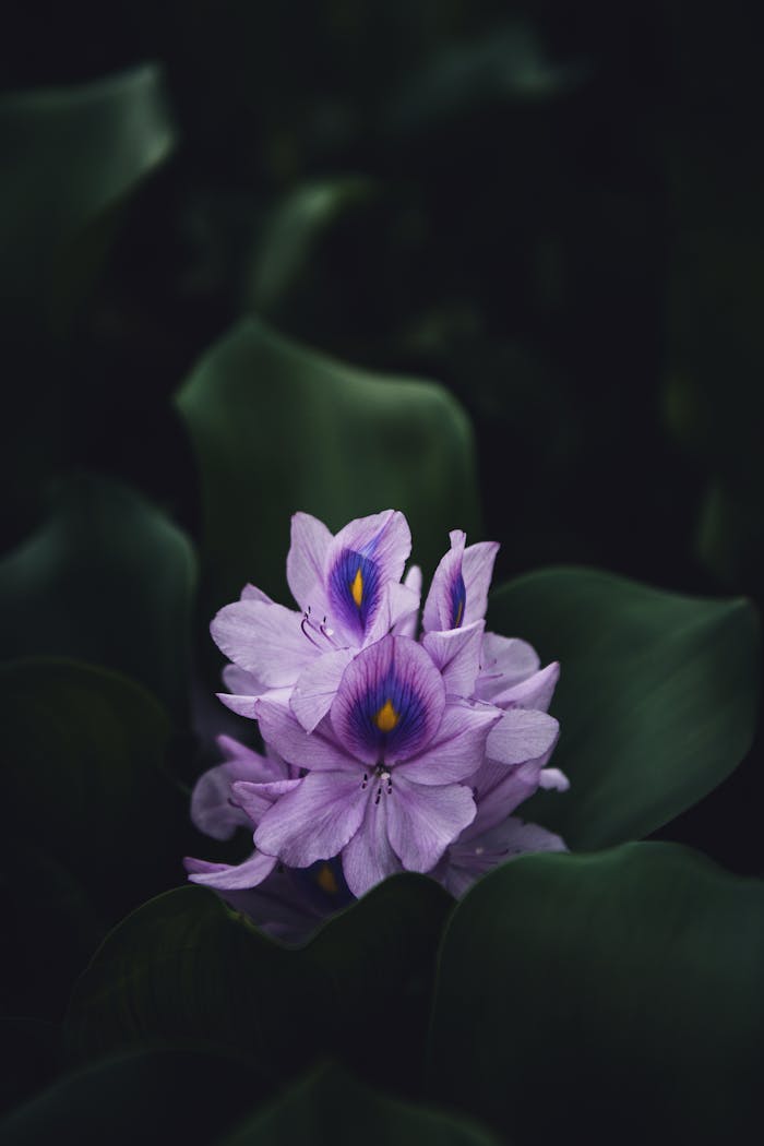 A captivating close-up of a purple water hyacinth bloom against lush dark green leaves.